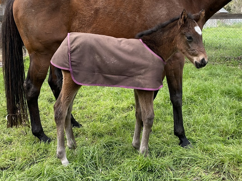 099 Birdsong x Astern bf 09-17